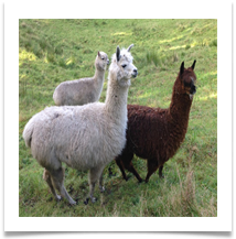 b Alpacas - Helen Kulczycki